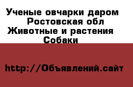 Ученые овчарки даром. - Ростовская обл. Животные и растения » Собаки   